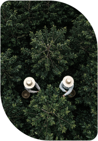 Serviços Ecossistêmicos
Avaliamos e integramos serviços ecossistêmicos aos projetos, com foco na preservação de recursos naturais e na geração de valor ambiental, social e econômico.